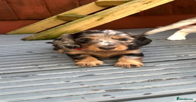 Dachshund dogs - Advert 11