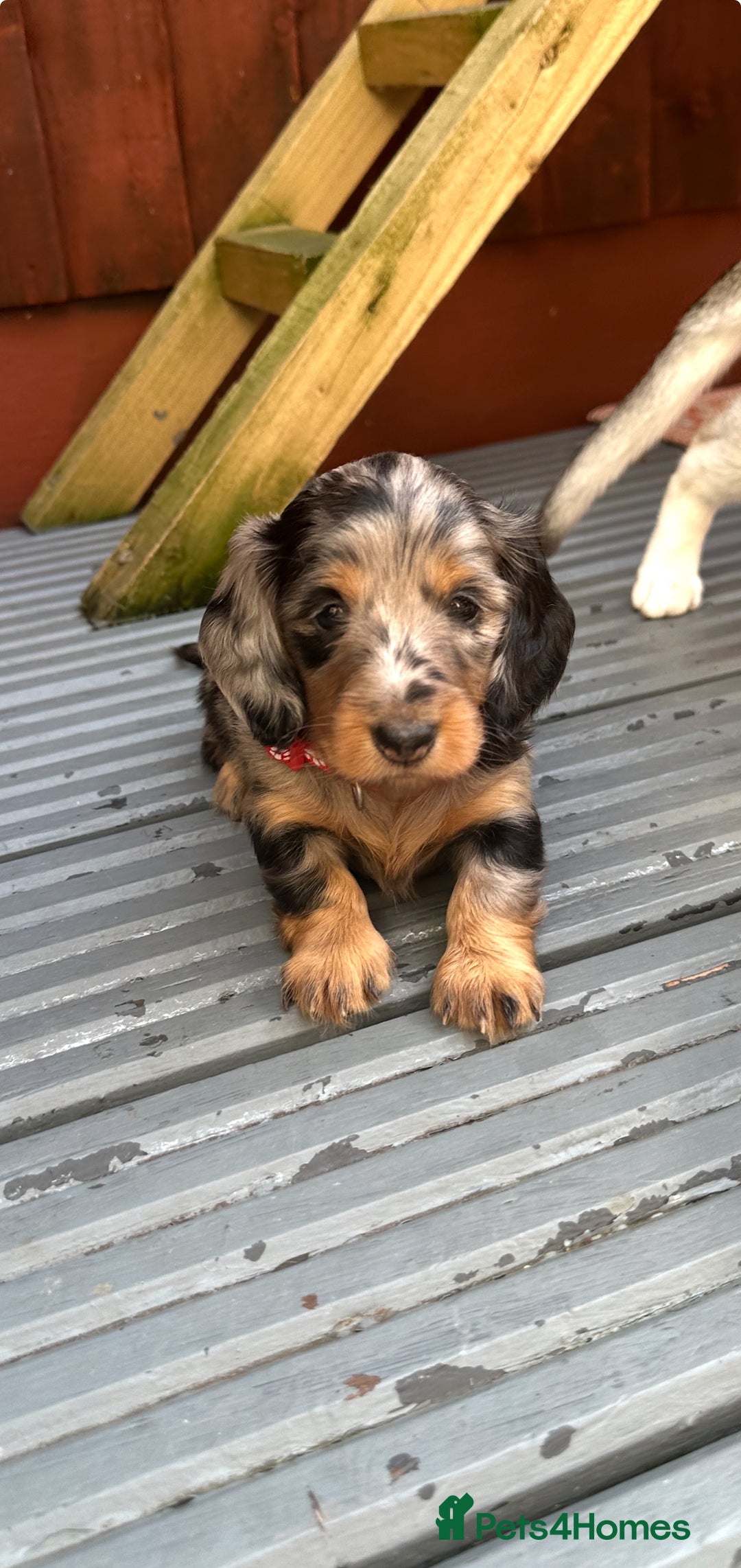 Dachshund dogs for sale: KC reg. Long hair miniature Dachshund puppies  - Image 4