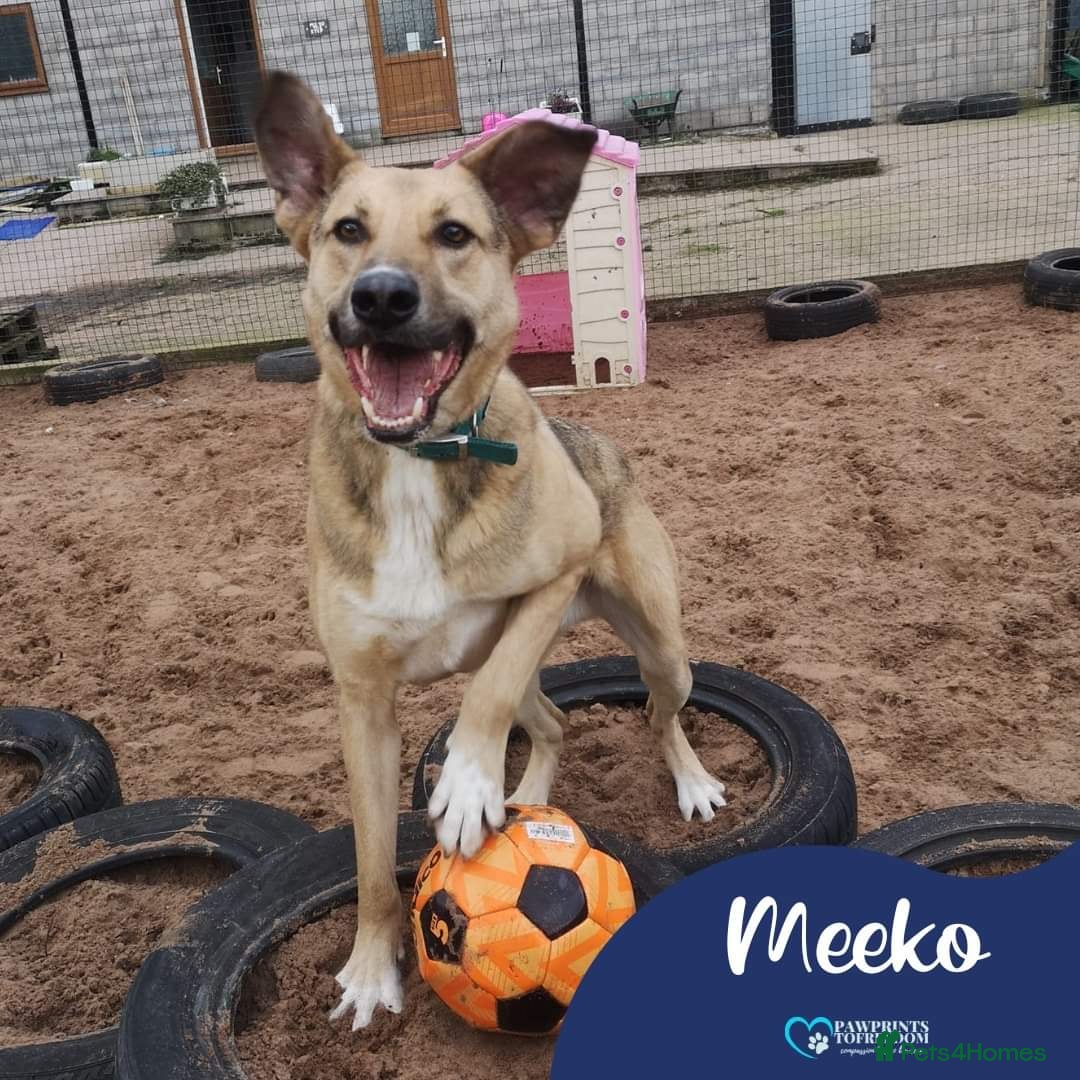 Mixed Breed dogs Meet Meeko, currently residing in Cheshire  in Nantwich - Advert 22