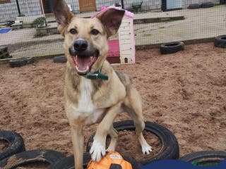 Mixed Breed dogs Meet Meeko, currently residing in Cheshire in Nantwich - Advert 13