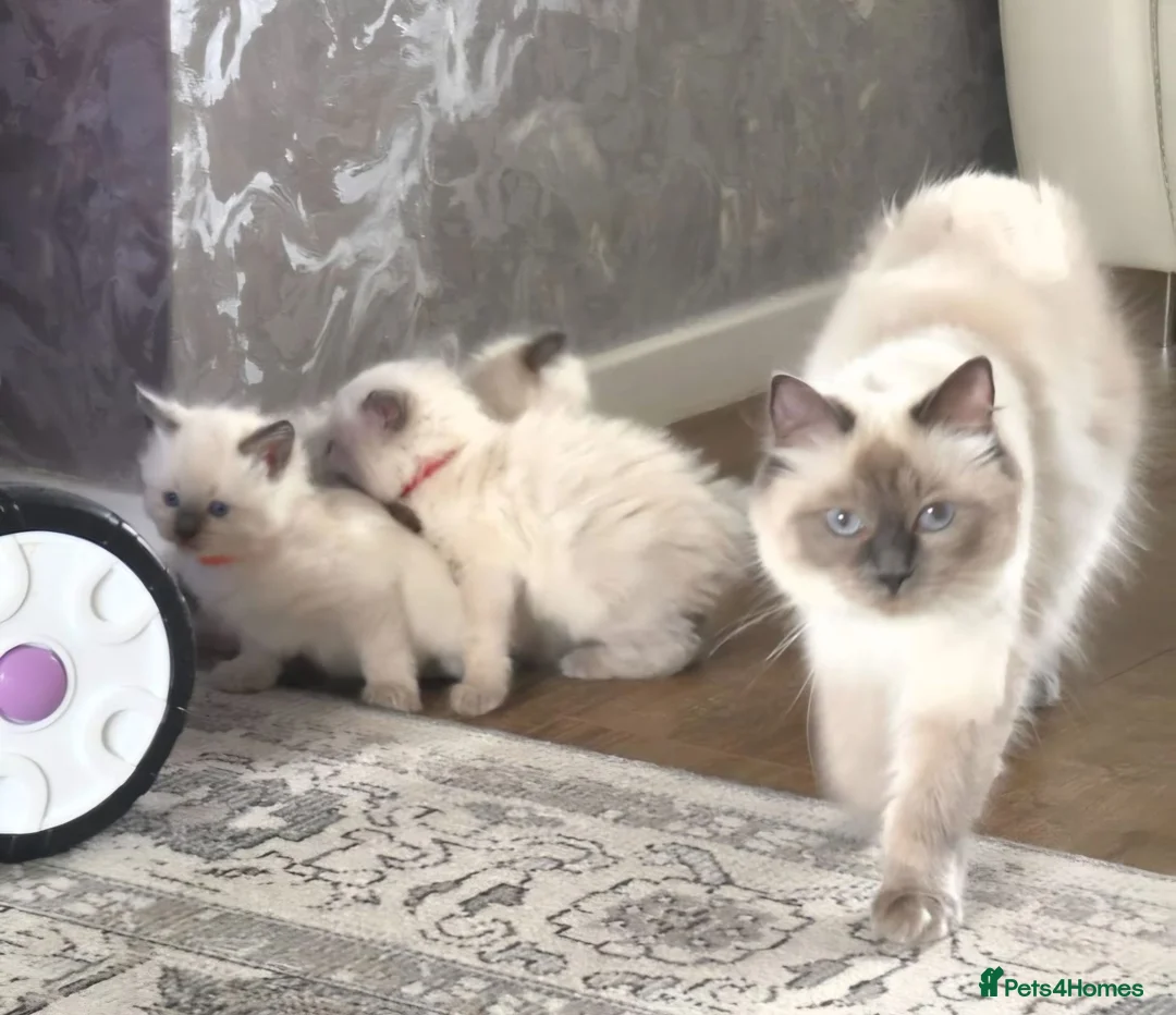 Ragdoll cats for sale: Ragdoll kittens   - Advert 2
