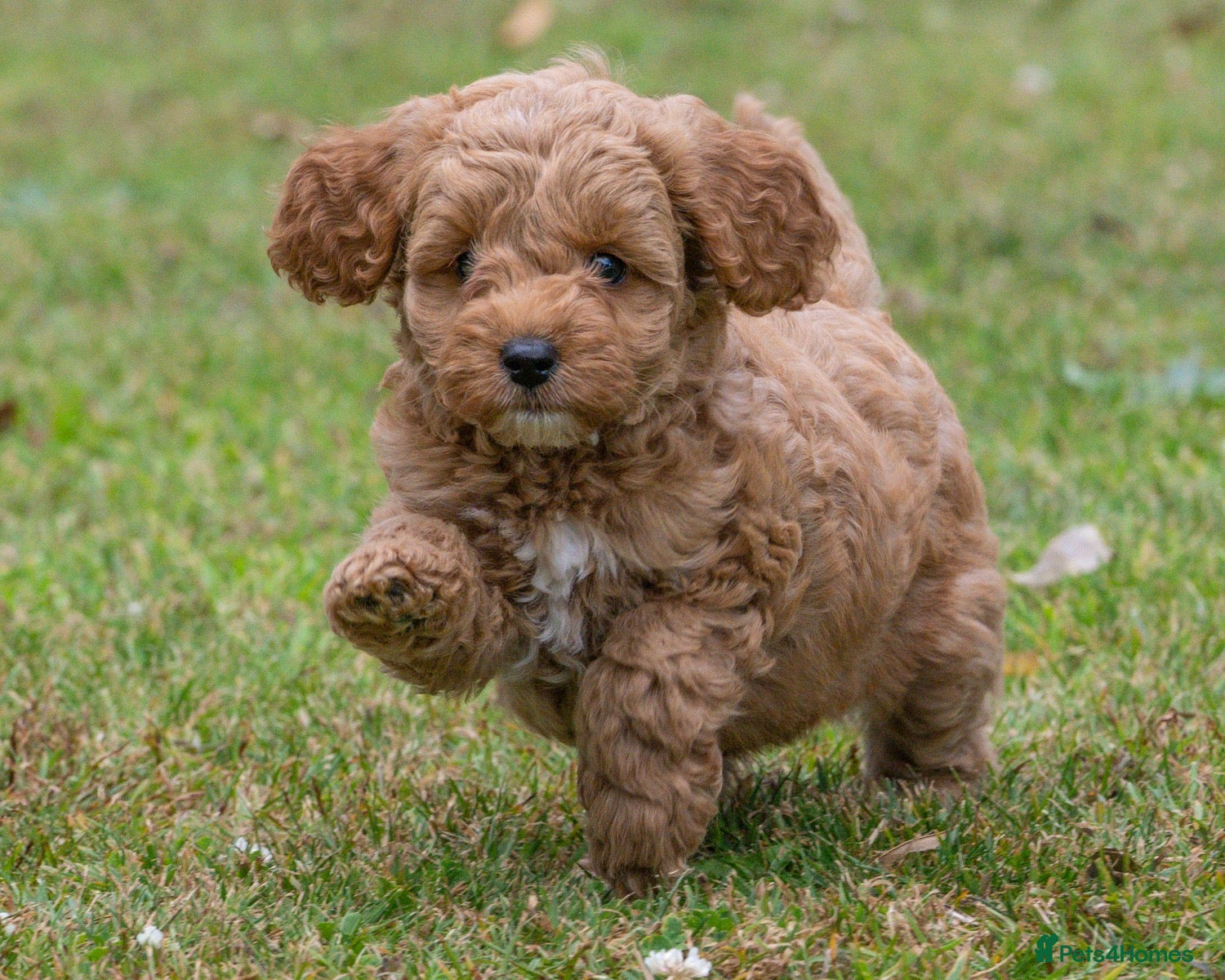 Australian Labradoodle dogs Australian Labradoodle puppies - Advert 2