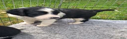 Mixed Breed dogs for sale: Lovely Sprollie Puppies  - Advert 10