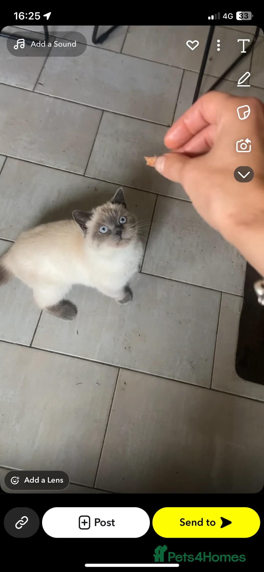 British Shorthair cats for sale: 4 beautiful fluffy kittens - Advert 4