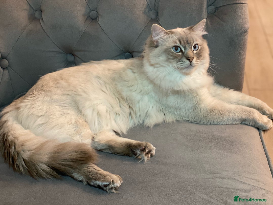 Ragdoll cats for sale: Ragdoll kittens ready now 3 boys 1 girl available  - Image 11