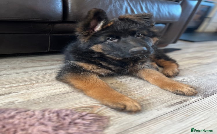 German Shepherd dogs - Advert 12