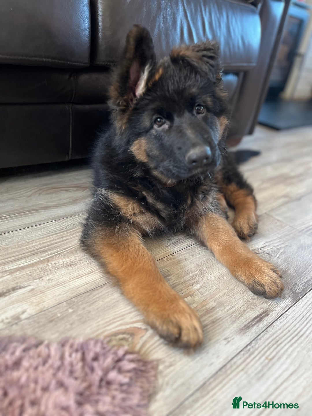 German Shepherd dogs for sale: Top Quality GSD puppies available  - Image 1