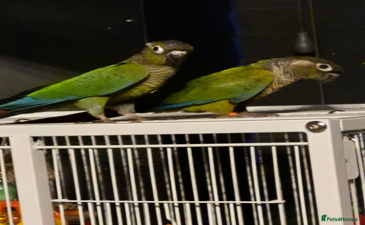 Conures birds - Advert 14