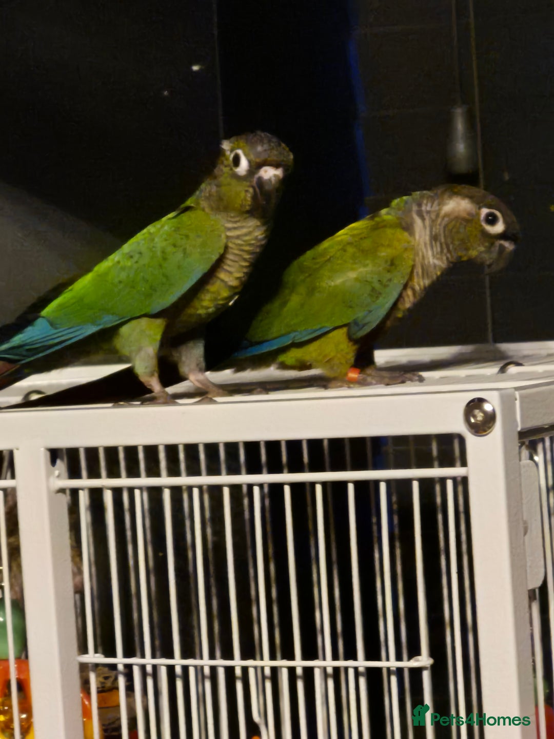 Conures birds for sale: Pair of black capped conures  - Image 1