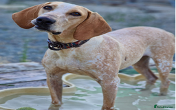 Segugio Italiano dogs for adoption: Twix - child friendly! - Image 4