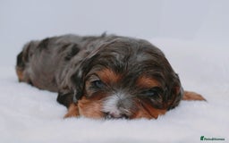 Cavapoo dogs for sale: Extensively health tested very rare F1 Cavapoos - Image 1