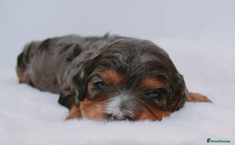 Cavapoo dogs - Advert 4