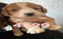 Cockapoo dogs for sale: Cockerpoo pups looking for forever homes - Image 1