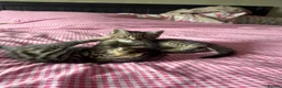 Mixed Breed cats for sale: 4x tabby boys looking for loving forever home  - Advert 6