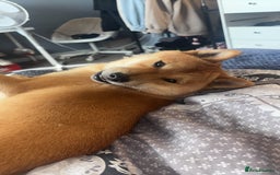 Japanese Shiba Inu dogs for stud: Shiba for stud  - Image 4