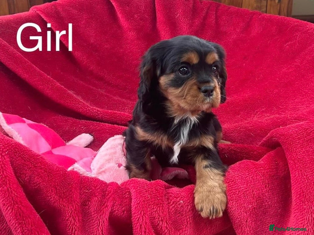 Cavalier King Charles Spaniel dogs for sale: Cavalier king charles puppies for sale - Advert 2