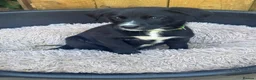 Borador dogs for sale: Beautiful Borodor’s  - Advert 14