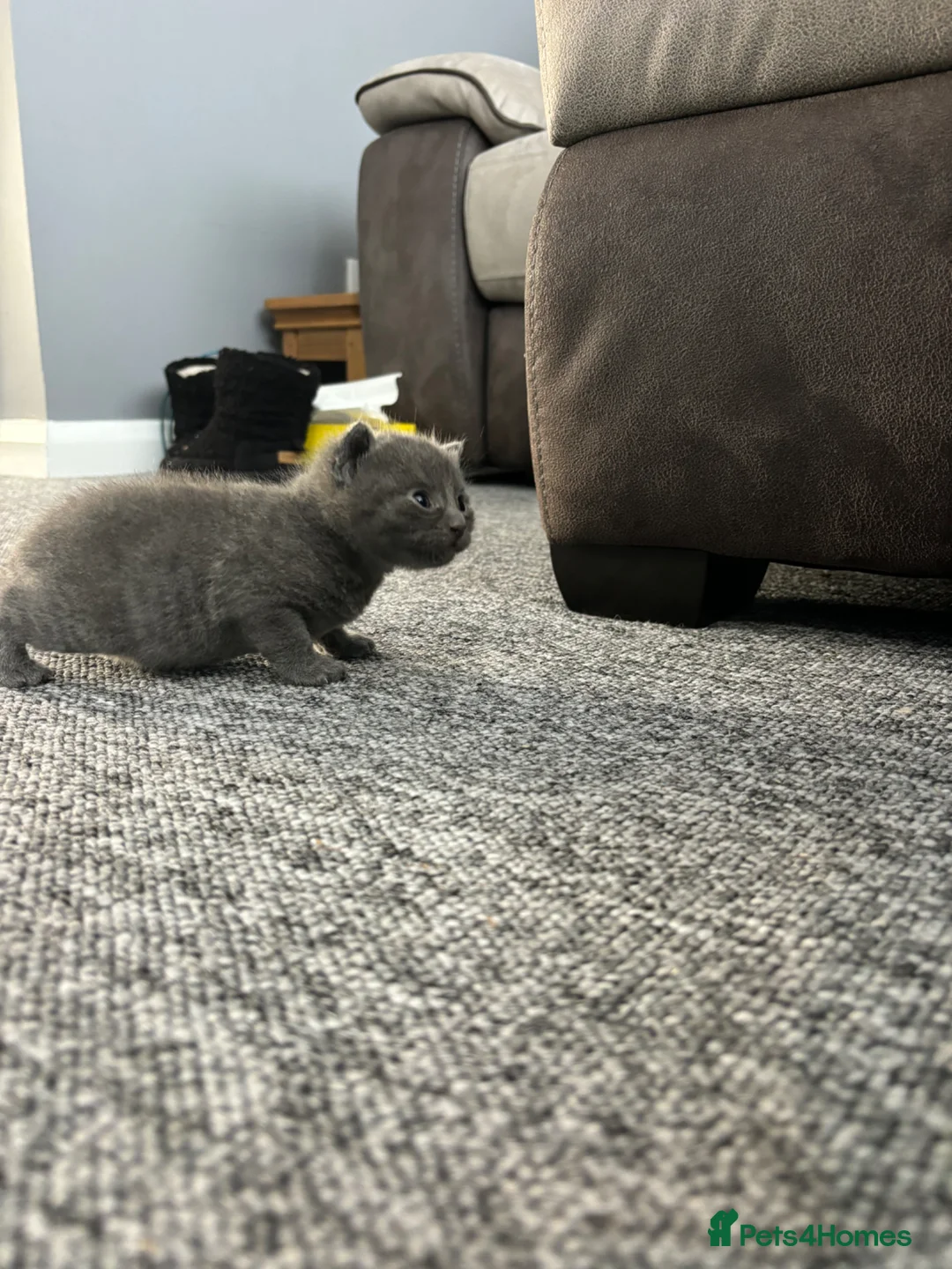 British Shorthair cats for sale: Adorable British shorthair cross kittens for sale in Chatham - Advert 2