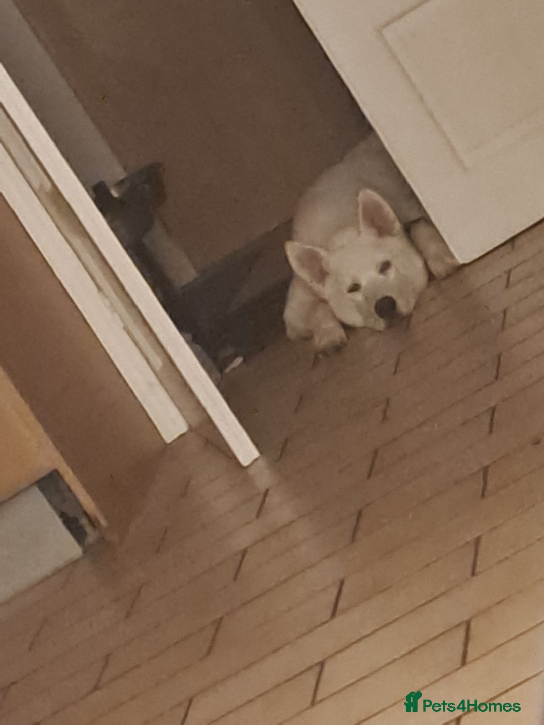 Siberian Husky dogs for sale: 8 month old husky  - Advert 3