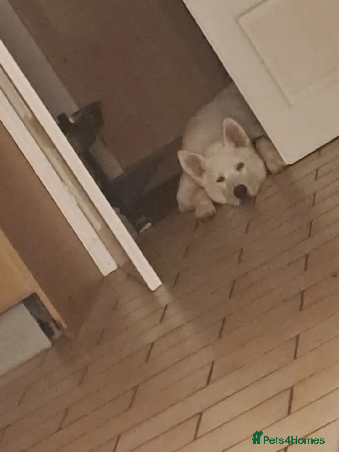 Siberian Husky dogs for sale: 8 month old husky  - Advert 3