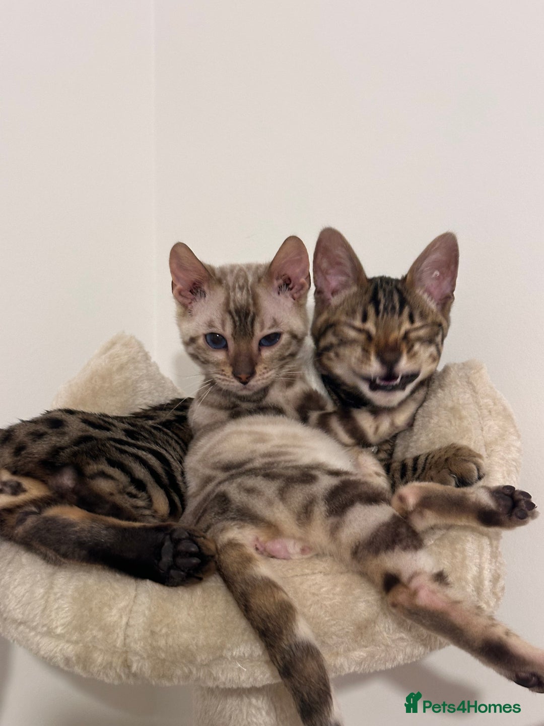 Bengal cats for sale: Brown bengal kitten  - Advert 1