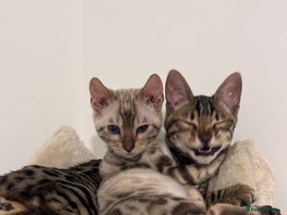 Bengal cats Brown bengal kitten - Advert 1