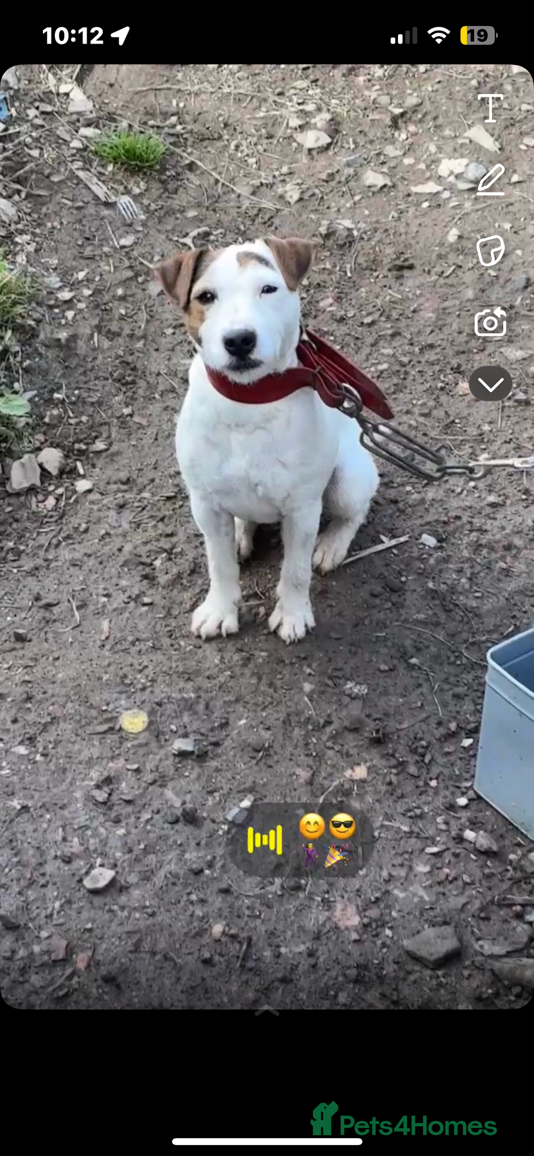 Jack Russell dogs for sale: Female jack Russel  - Advert 2