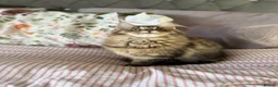 Maine Coon cats for sale: Cookie Female in Bilston - Advert 5