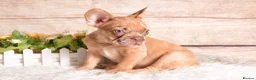 French Bulldog dogs for sale: Kc registered french bulldogs READY TO LEAVE  - Advert 30