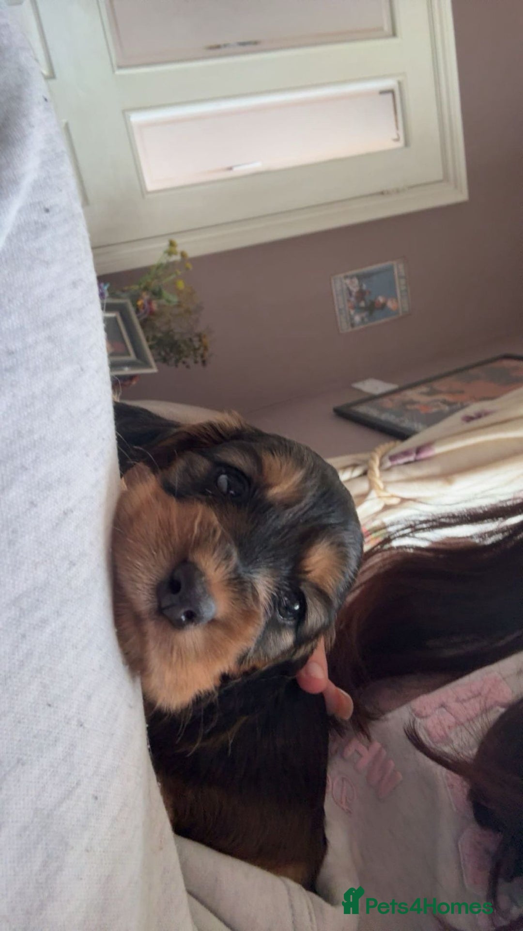 Cocker Spaniel dogs for sale: Show cockers KC DNA checked parents - Image 5