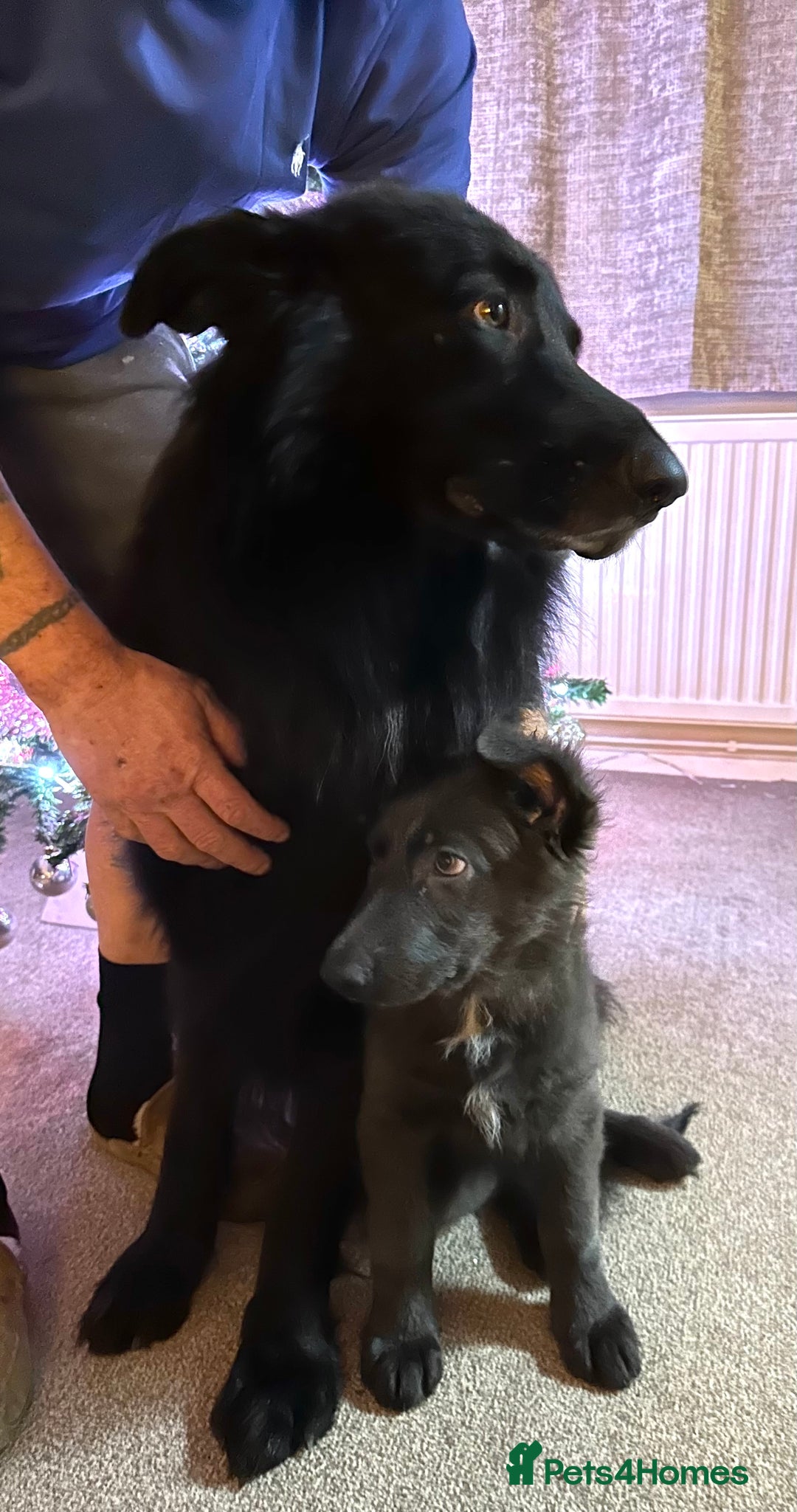 German Shepherd dogs for sale: Beautiful Blue and Black GSD puppies - Advert 9