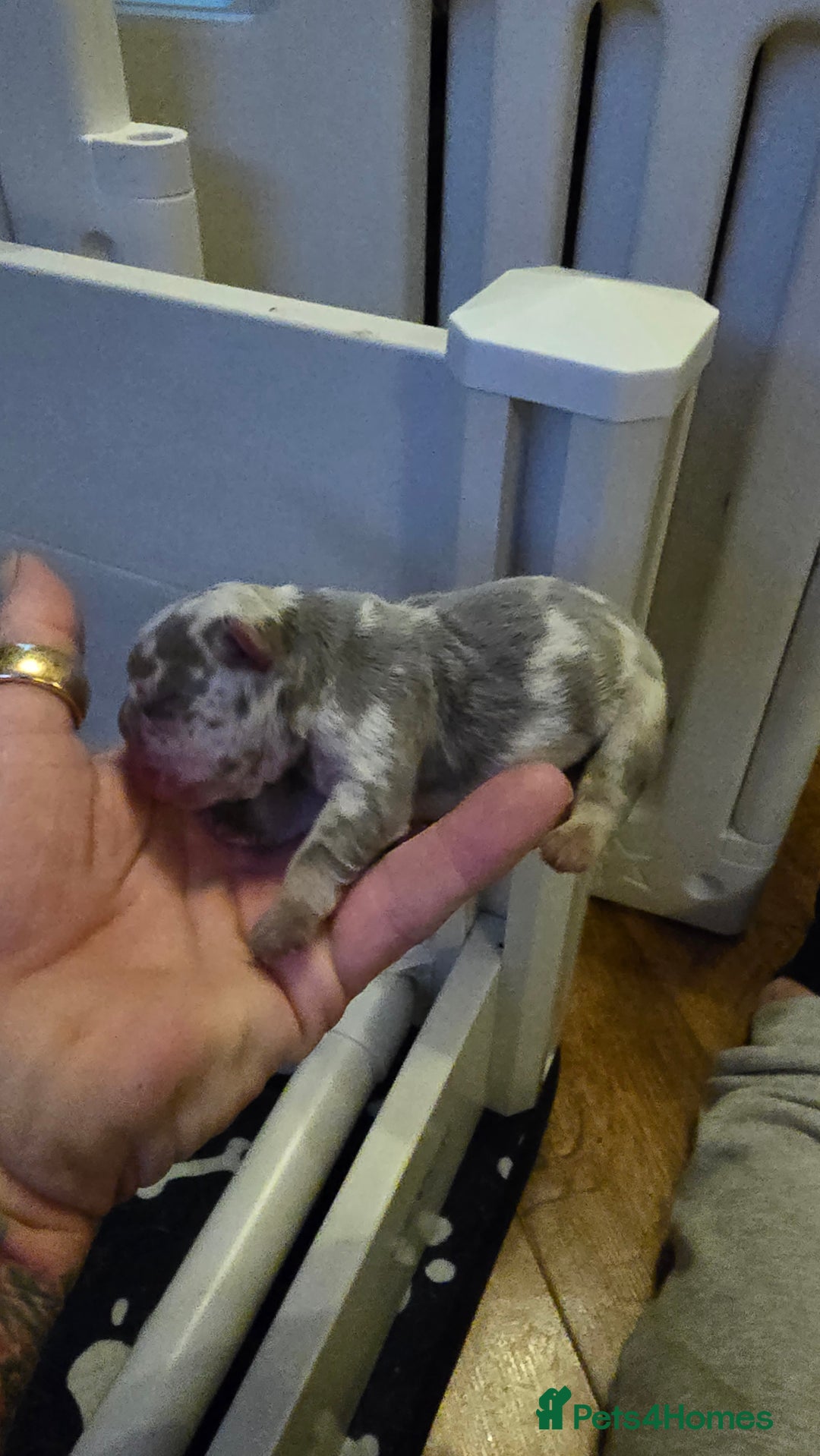 French Bulldog dogs for sale: FRENCH BULLDOG ** - Image 9
