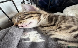 Mixed Breed cats for sale: 2 male kittens free  - Image 4