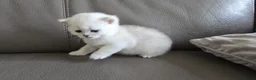 British Shorthair cats for sale: Beautiful Uniquely British Shorthair Kittens 🐾 - Advert 14
