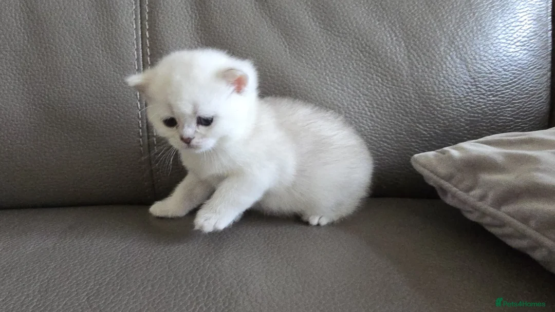 British Shorthair cats for sale: Beautiful Uniquely British Shorthair Kittens 🐾 - Advert 14