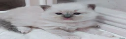 Ragdoll cats for sale: Raised with Love, looking for Forever homes - Advert 23