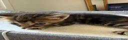 Bengal cats for sale: 🐾 Beautiful Bengal x Maine Coon Kittens 🐾 - Advert 34