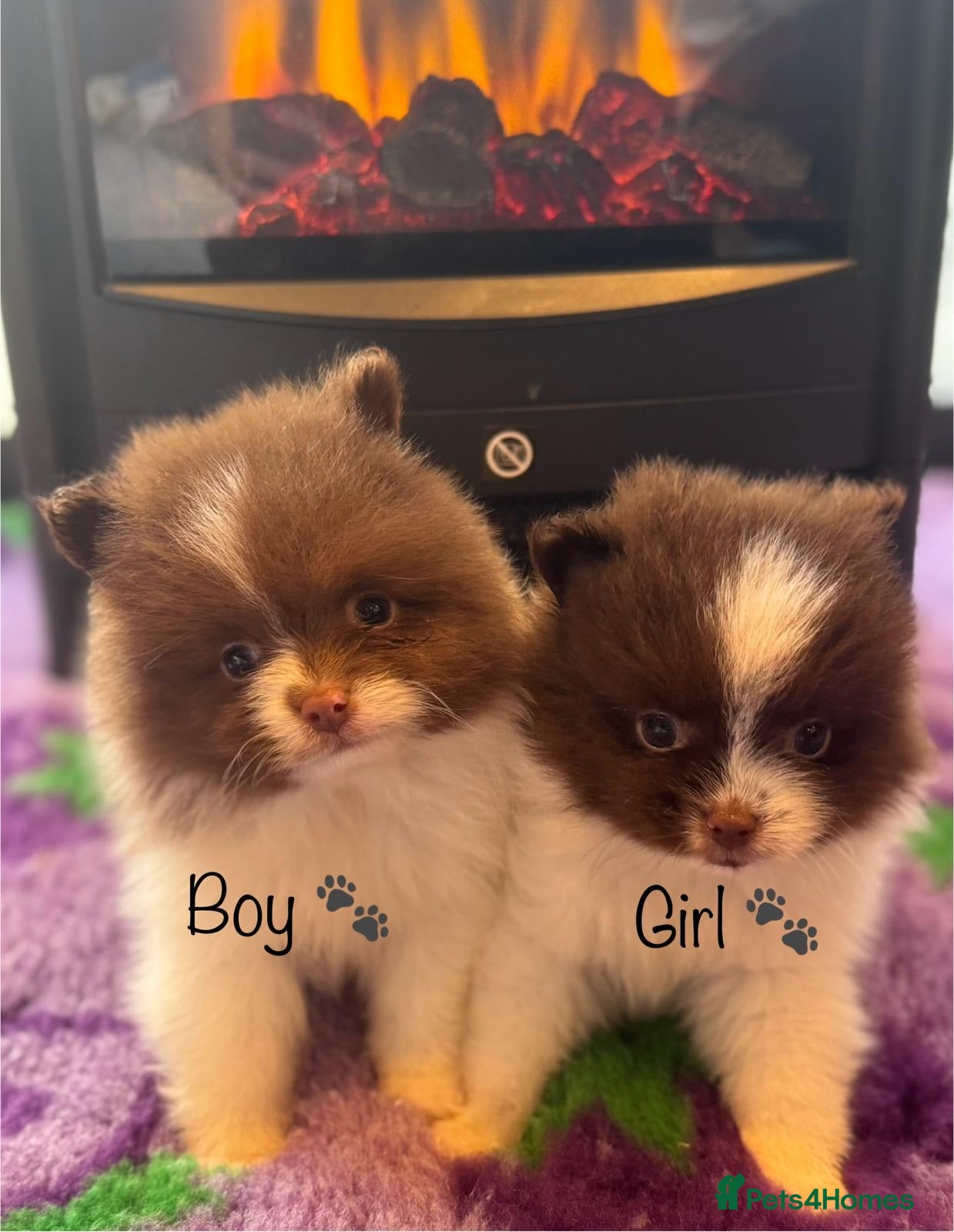 Pomeranian dogs Kc Beautiful chocolate parti poms 🤎🤍 - Advert 5