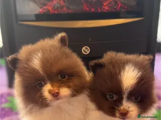 Pomeranian dogs Kc Beautiful chocolate parti poms 🤎🤍 - Advert 4