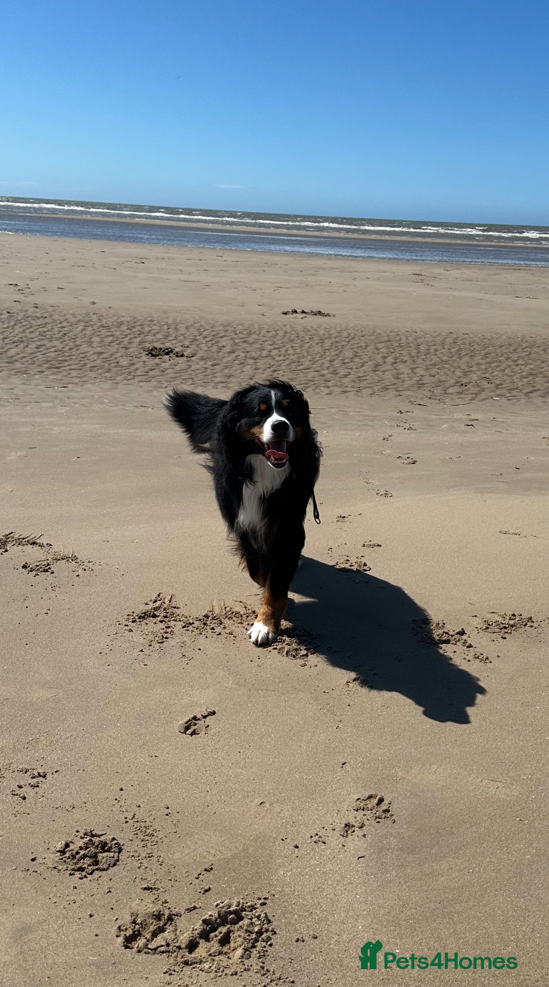 Bernese Mountain Dog dogs for stud: Gorgeous KC Registered Bernese Stud  in Christchurch - Advert 3