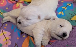 West Highland Terrier dogs for sale: Lovely westies puppies from excellent show linage - Image 13