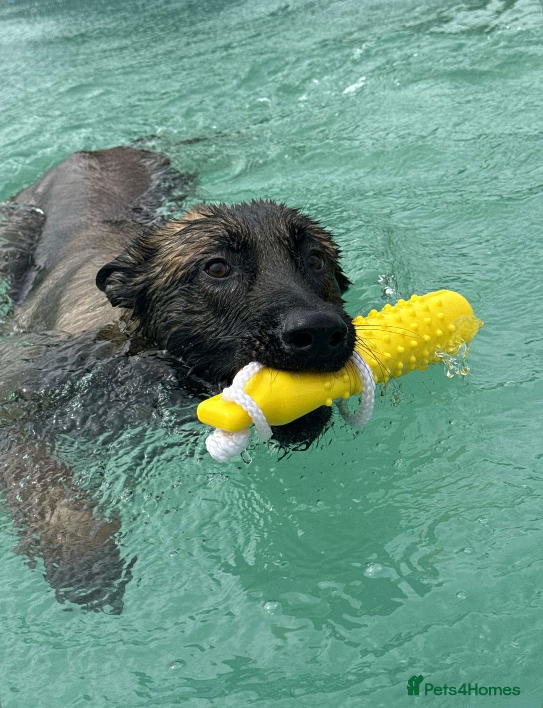 Mixed Breed dogs for sale: Cane Corso x Belgian Malinois - Image 3