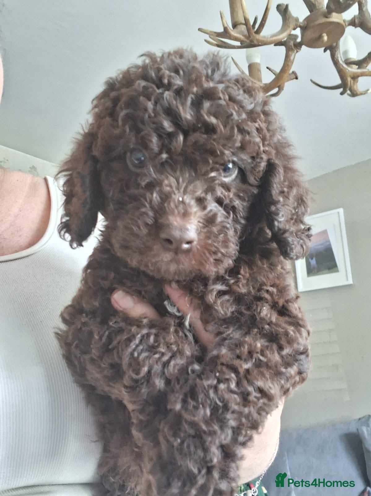 Cockapoo dogs Cockapoo puppy ready now - Advert 12