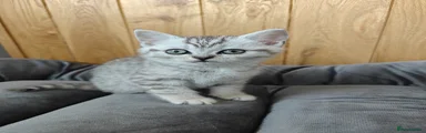 Scottish straight Kitten 6