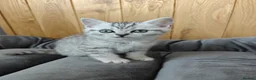 Scottish Fold cats for sale: Scottish fold and straight kittens. - Advert 8