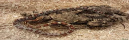 Corn Snake reptiles for sale: Beautiful, Captive-Bred Corn Snakes – DJL Exotics - Advert 10