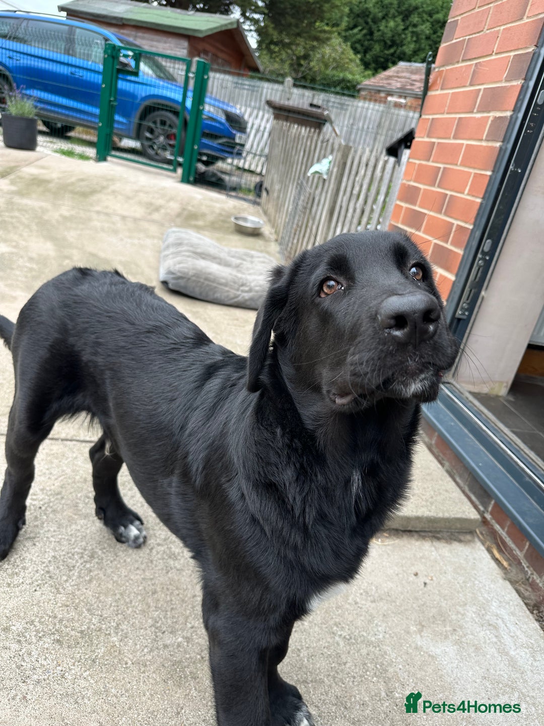 Mixed Breed dogs for sale: 3/4 Caucasian shepherd  - Image 5