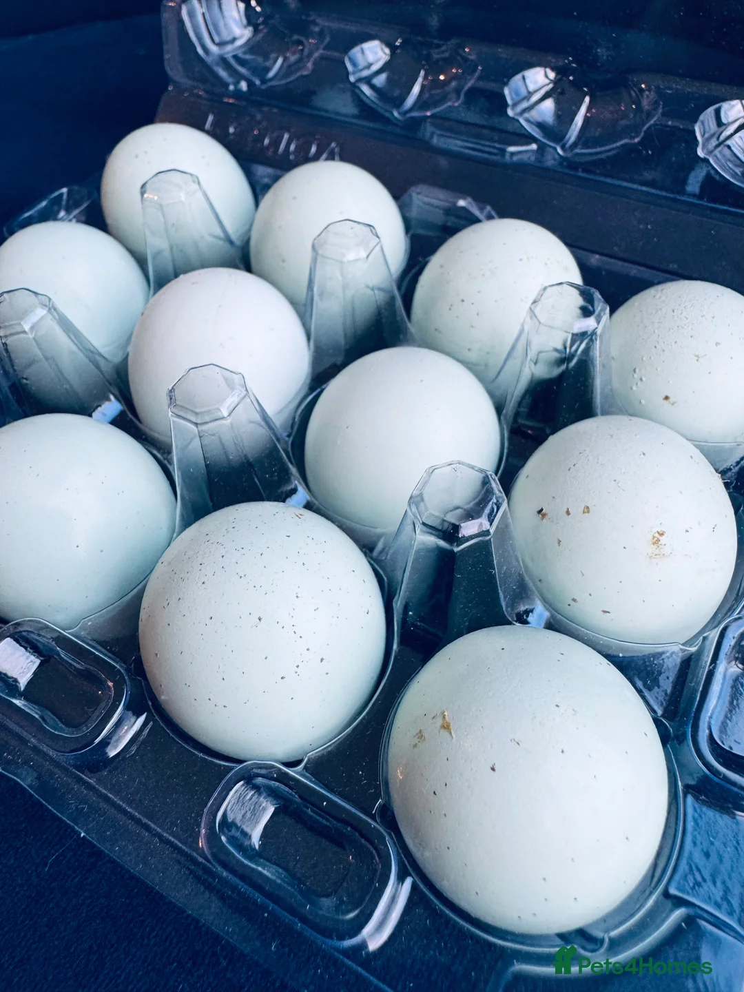 Quail poultry for sale: Pure Blue Celadon Coturnix Quail eggs  - Advert 2