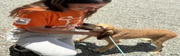 Segugio Italiano dogs for adoption: Loumi (wire-haired Segugio Italiano) in Edinburgh - Advert 12