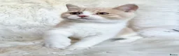 British Shorthair cats for sale: Gorgeous British shorthair kittens  - Advert 25